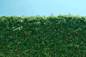 landscaping and irrigation
