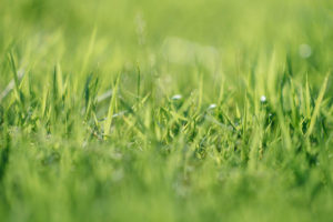 The Parke Company irrigation and water conservation