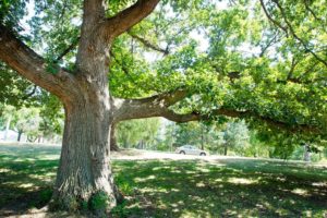 The Parke Company commercial lawn maintenance on trees