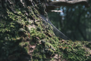 Parke Company tree decay maintenance