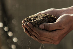 Person's hands with soil