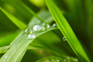 Rain droplets on grass