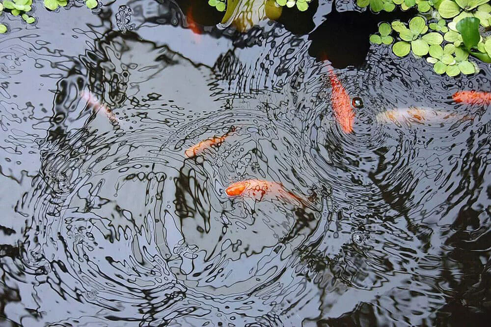 Water feature pond with coy fish