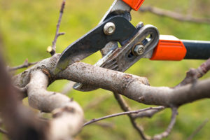 Using loppers to prune a tree