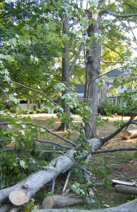 Parke-Company-tree-service-of-nashville-Severe-Storms-and-How-Parke-Can-Help-fell-tree