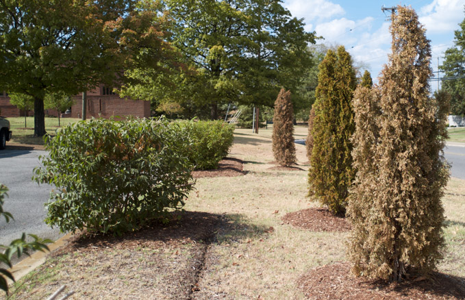 Parke-Company-tree-service-of-nashville-Tennessee-Heat-Hot-Weather-and-Tree-Care-drought