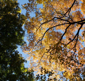 The Parke Company autumn trees in Nashville