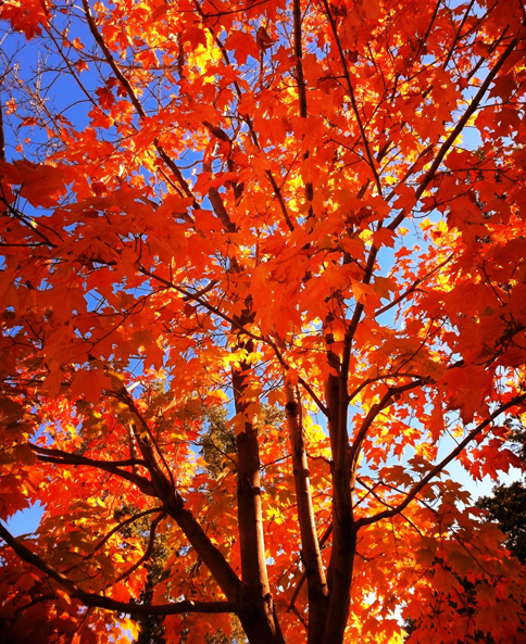 types of maple trees in pennsylvania