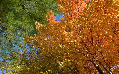 Tree with fall leaves