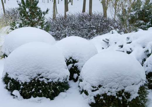 snow-shrubs-trees-parke-nashville-extreme-weather