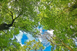 The Parke Company crown thinning trees in Nashville