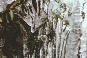 Icicles hanging from a bush