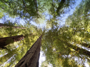 Tree canopy from the ground