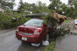 Tree fallen on a car