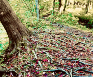 Tree with roots sticking our of the ground