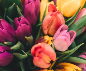 Tulips in the spring