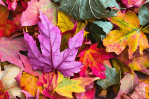 Colored leaves in a yard