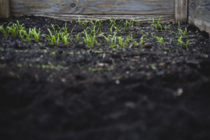 Newly fertilized garden