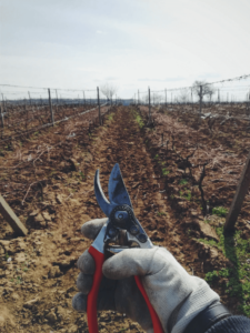 Person pruning plants on a plot of land