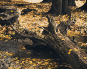 Fallen tree in Nashville in the fall