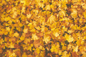 Colorful fall leaves