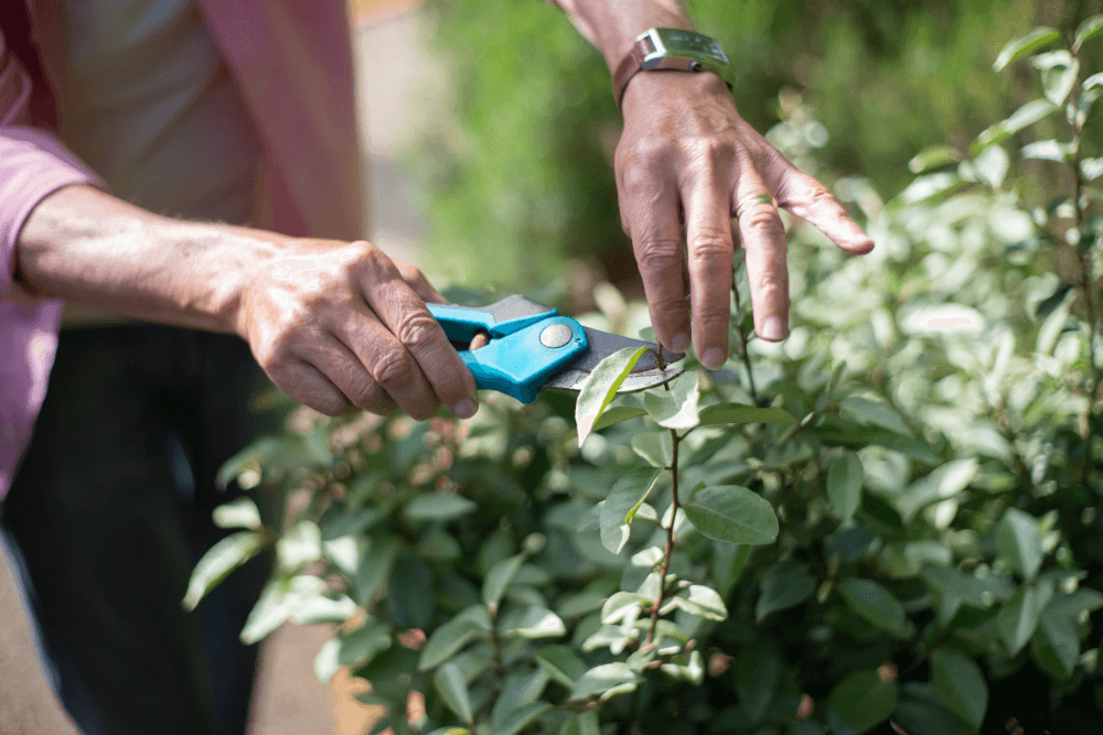 Person pruning a plant