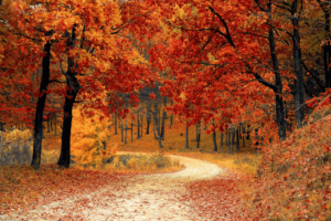 Colorful leaves in the fall