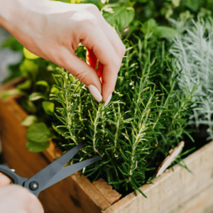 Woman pruning a plant in Nashville