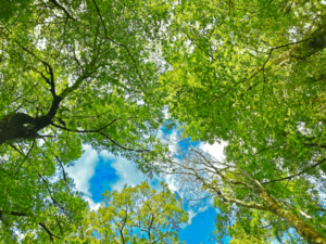 Trees