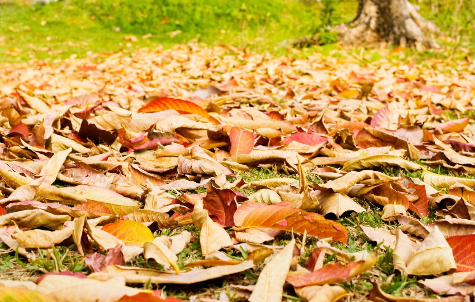 Colored leaves on the ground in the fall.