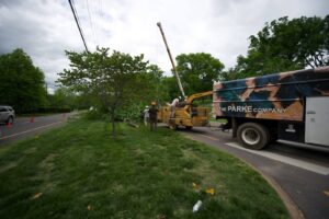 Company removing a tree.