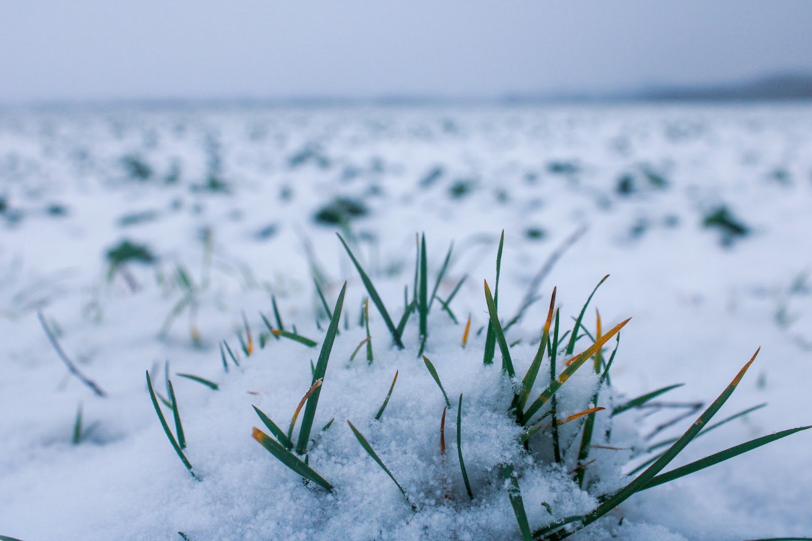Grass covered in snow.