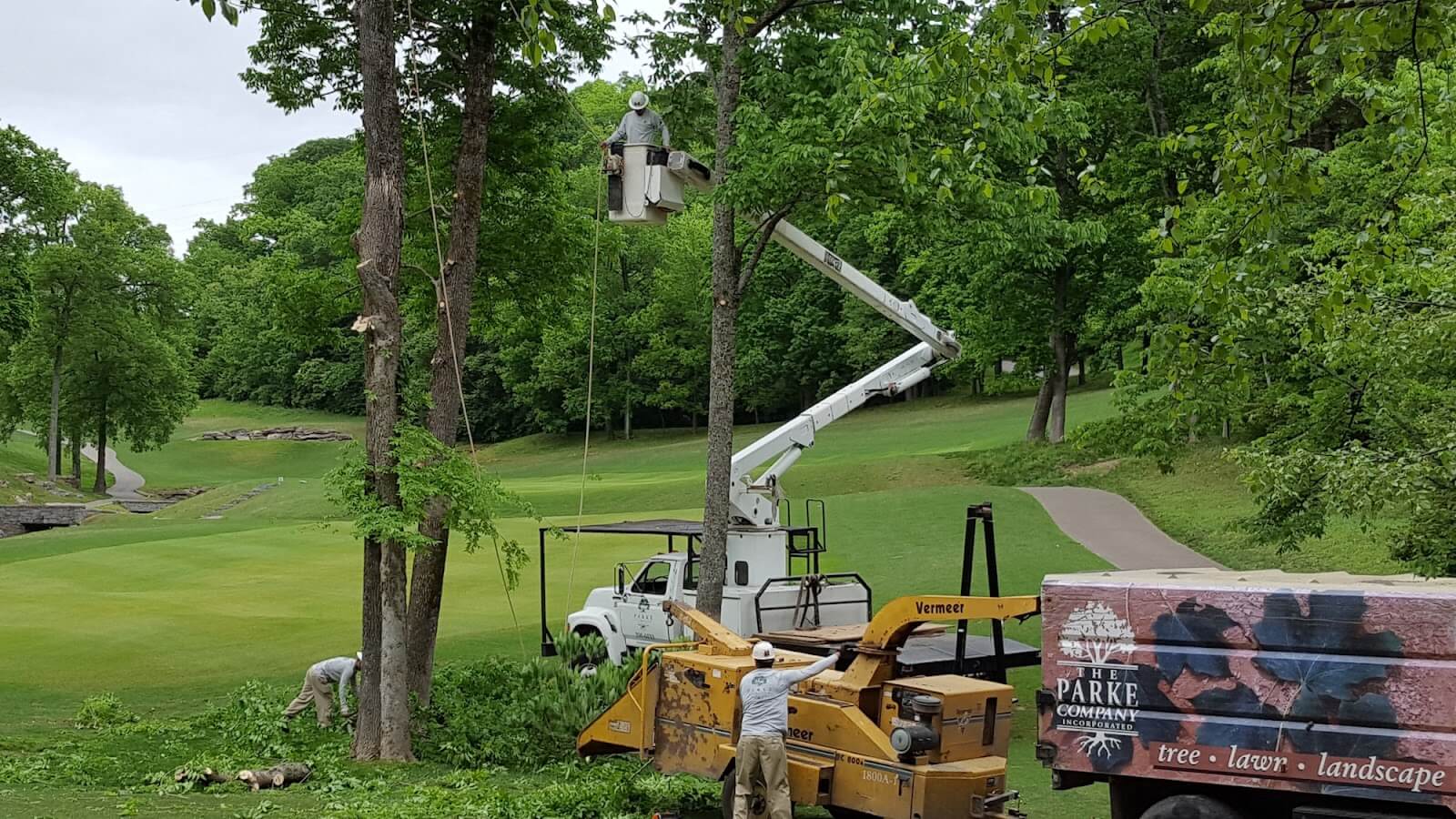 Company removing a tree on a golf course.