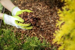 Gardener holding mulch