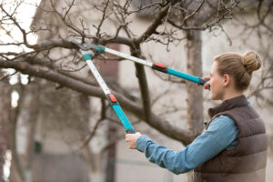woman pruning tree