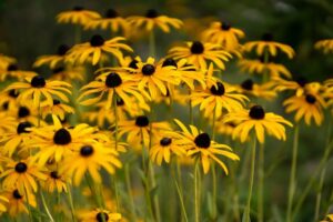Spring flowers in bloom