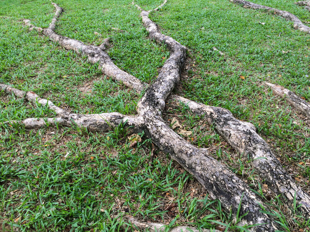 A number of tree roots