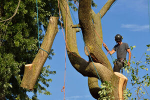 An arborist cutting down a tree.
