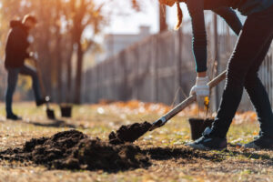 Late fall tree planting.