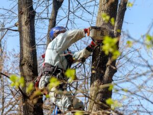 An arborist pruning a tree in the fall.