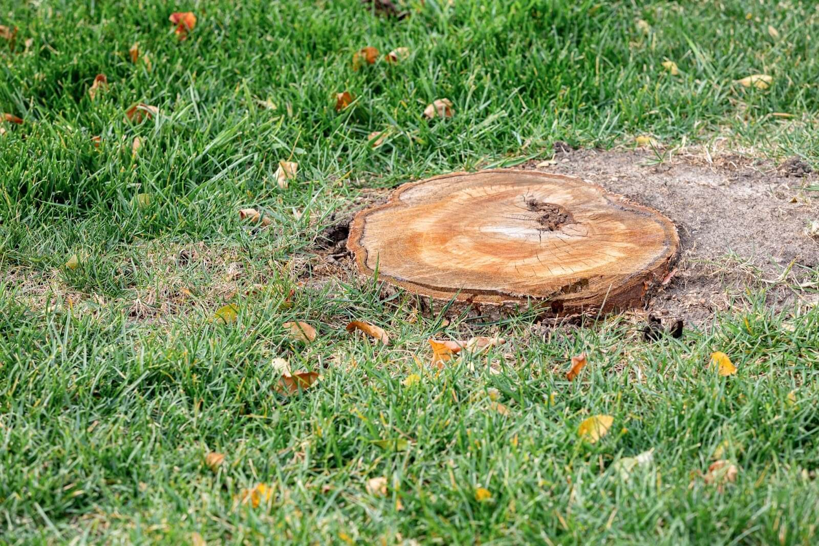 Tree stump in a yard.