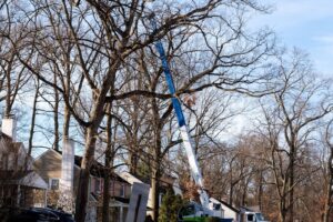 A crane trimming a bare tree in a neighborhood.