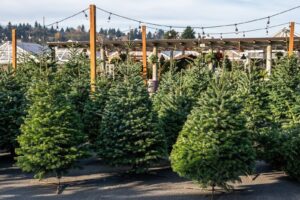 Christmas pine trees
