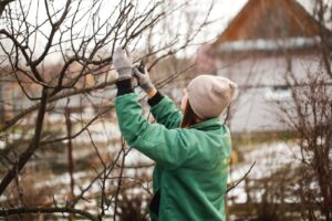 A gardener pruning a tree