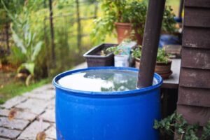 A blue plastic barrel filled with water in a garden setting.