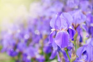 Purple iris flowers in a garden.